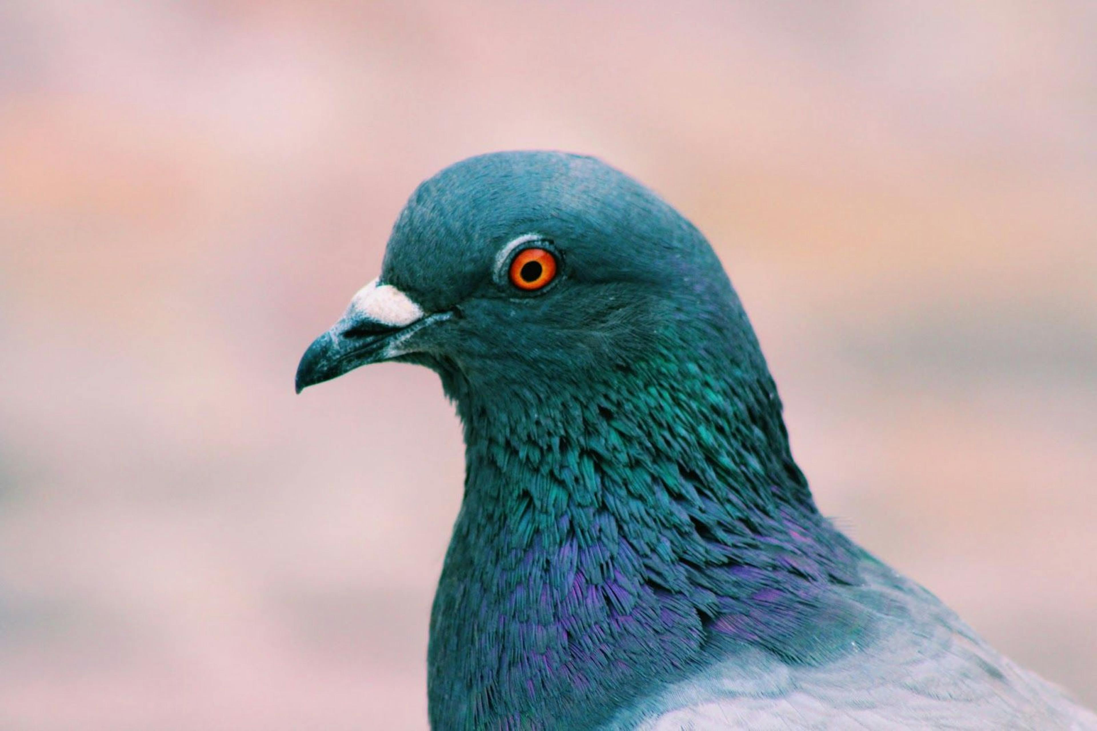 Skills Of The Modern-Day Rock Dove: Look For These In Your Email Marketing Tool